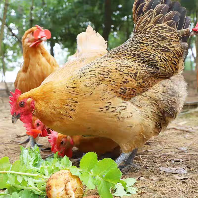 【顺丰包邮】沂蒙山草鸡老母鸡 农家散养草鸡粮食喂养 包冰率不含冰