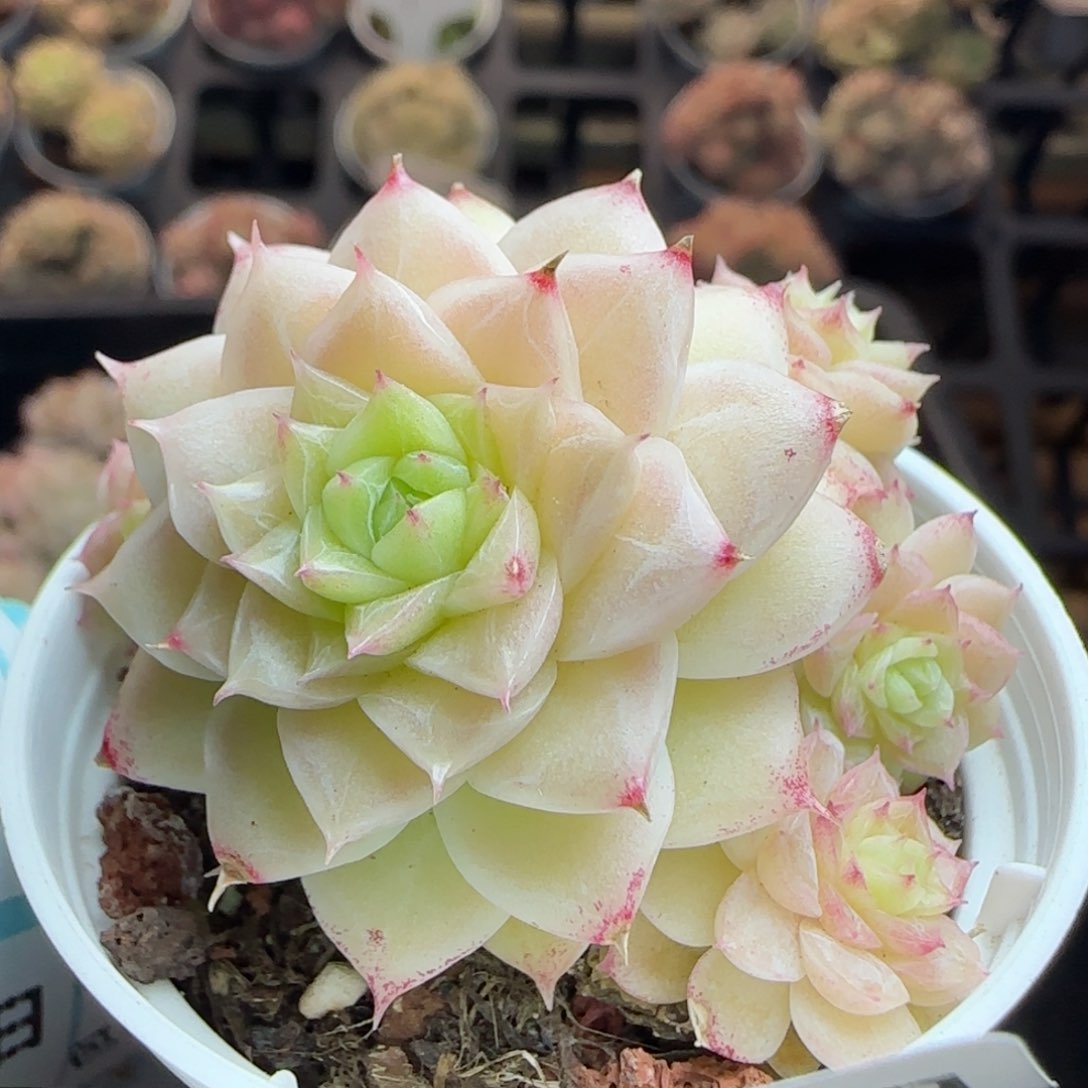 花语逸镜0311-442散