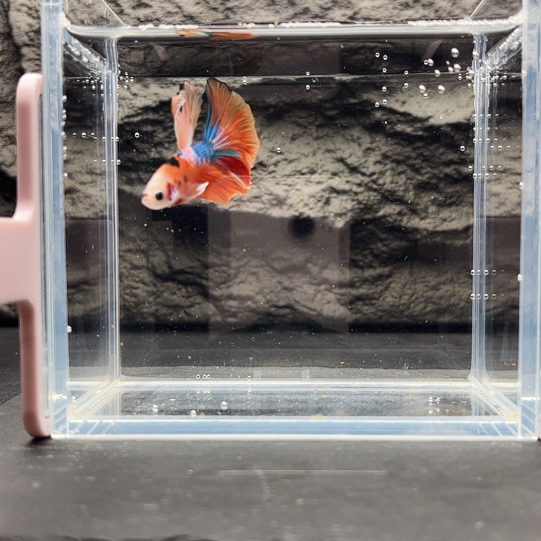 海水鱼宙斯斗鱼竞拍12-09