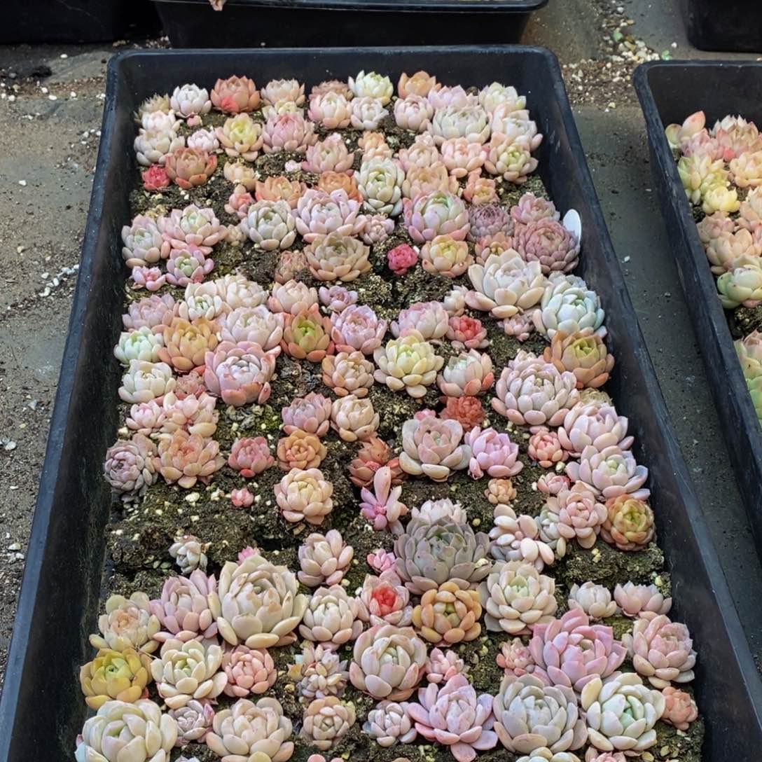 018多肉植物保护研究所所长助理