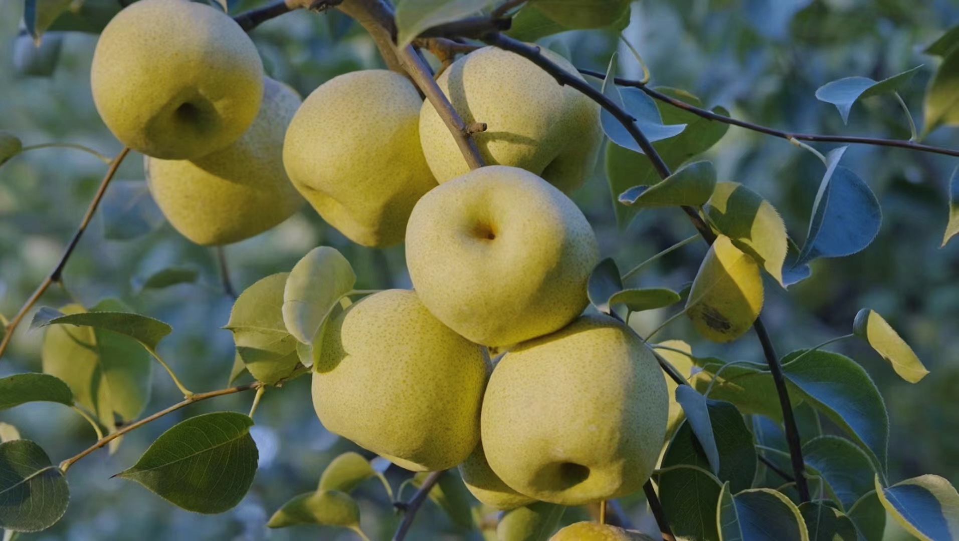 砀山酥梨当季鲜果脆甜多汁皮薄大果整箱老树梨