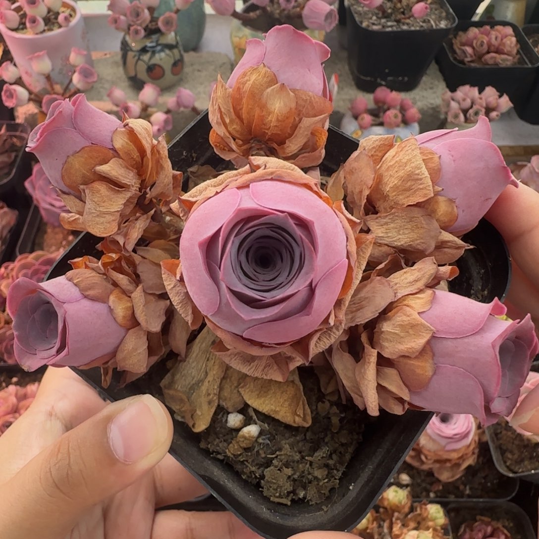 L139半城玫瑰紫芙