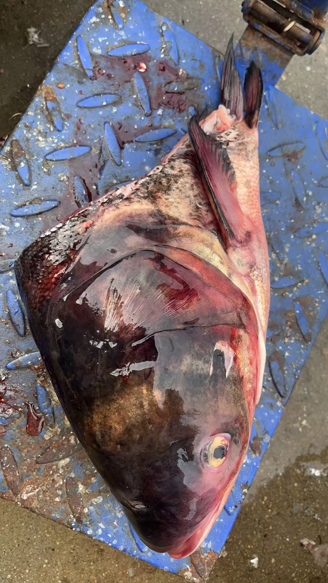 安徽大别山冷水大胖头花鲢鱼头