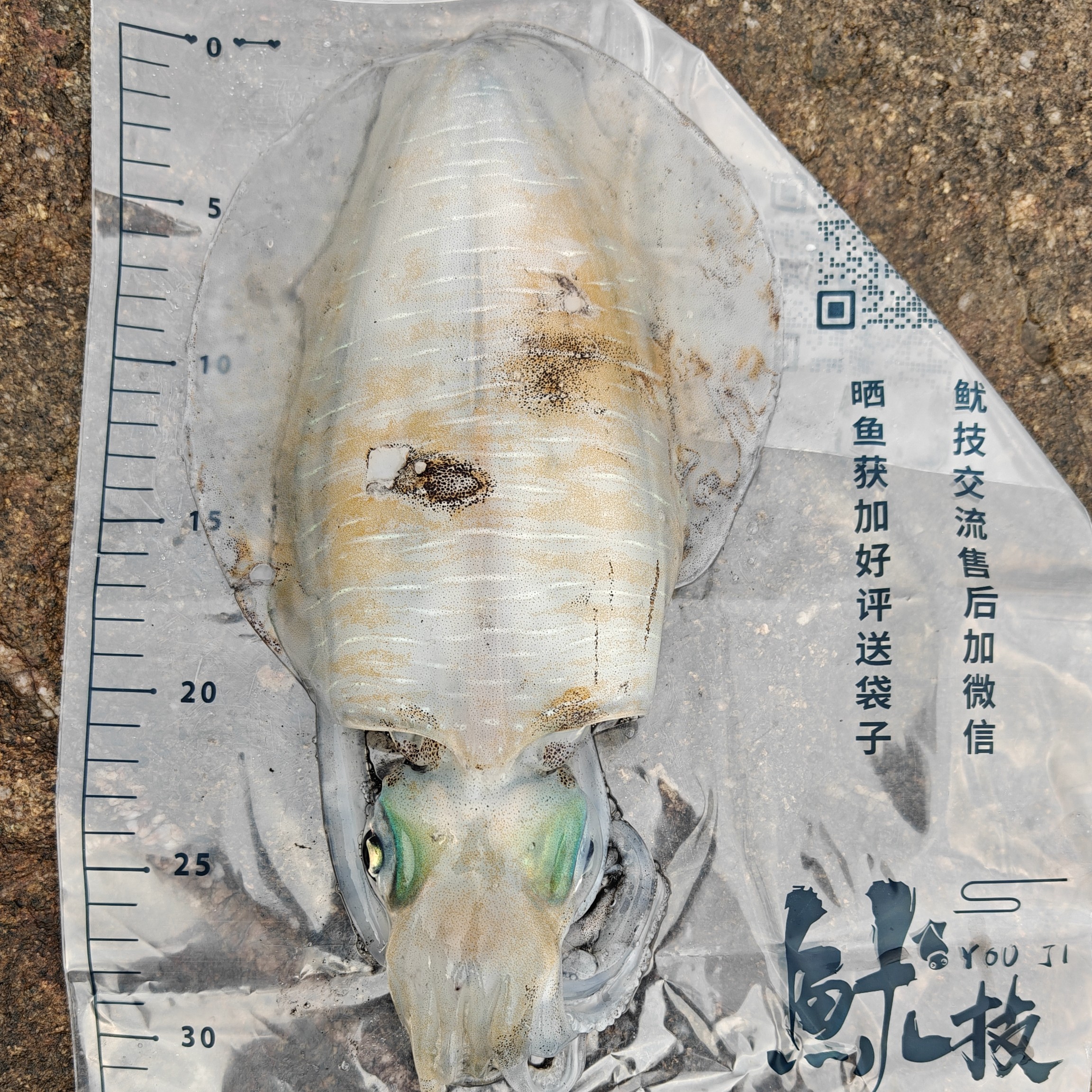 鱿技鱿鱼袋活鱼袋食品级量鱼刻度尺12丝加厚大尾鱿墨鱼木虾