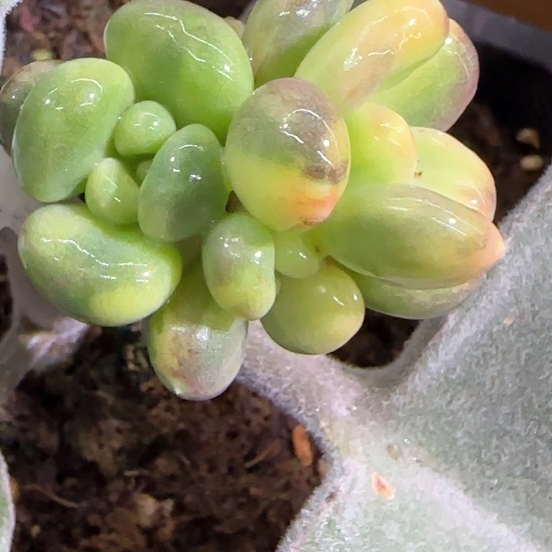 静**待加菲猫锦，多肉植物