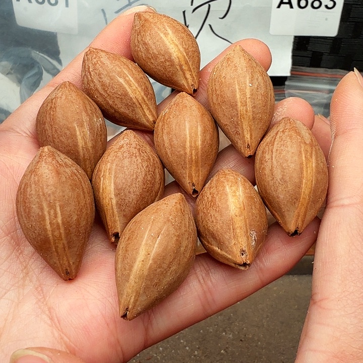 橄榄核手串/手链橄榄