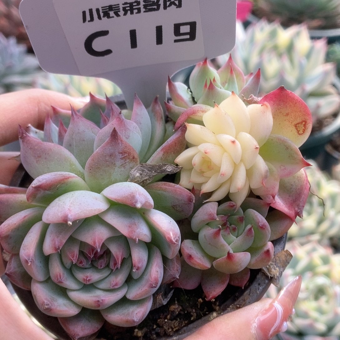 119锦锦锦锦锦锦锦