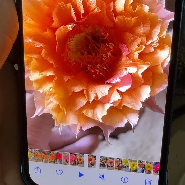 仙人球彩草侧芽歪g4133歪