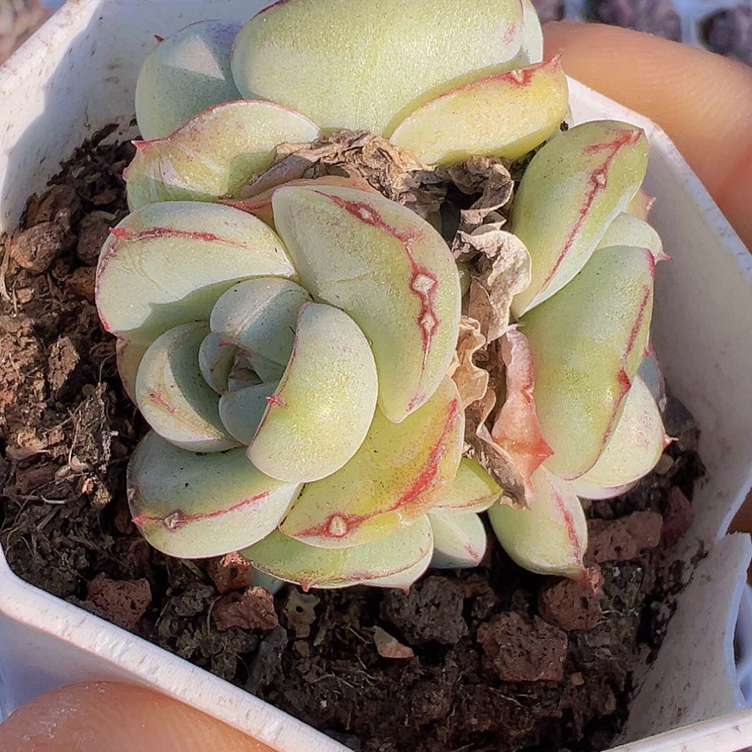 胖虎群19包邮多肉