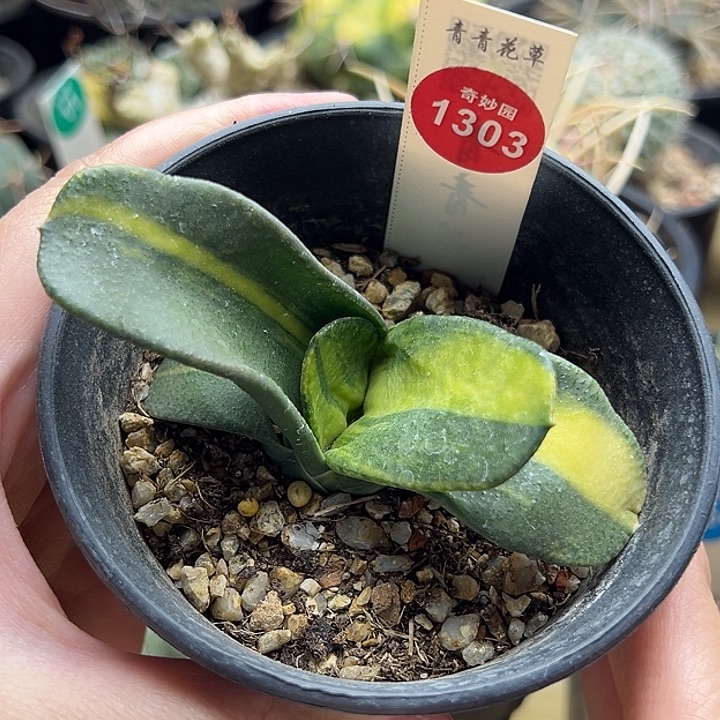 卧牛锦一棵仙人球