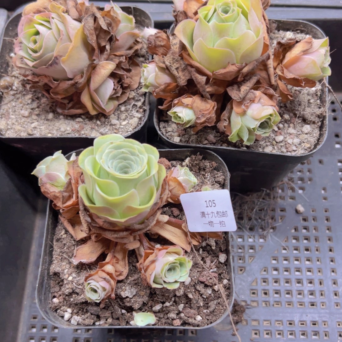 105 侧牙掉了不包损无售后