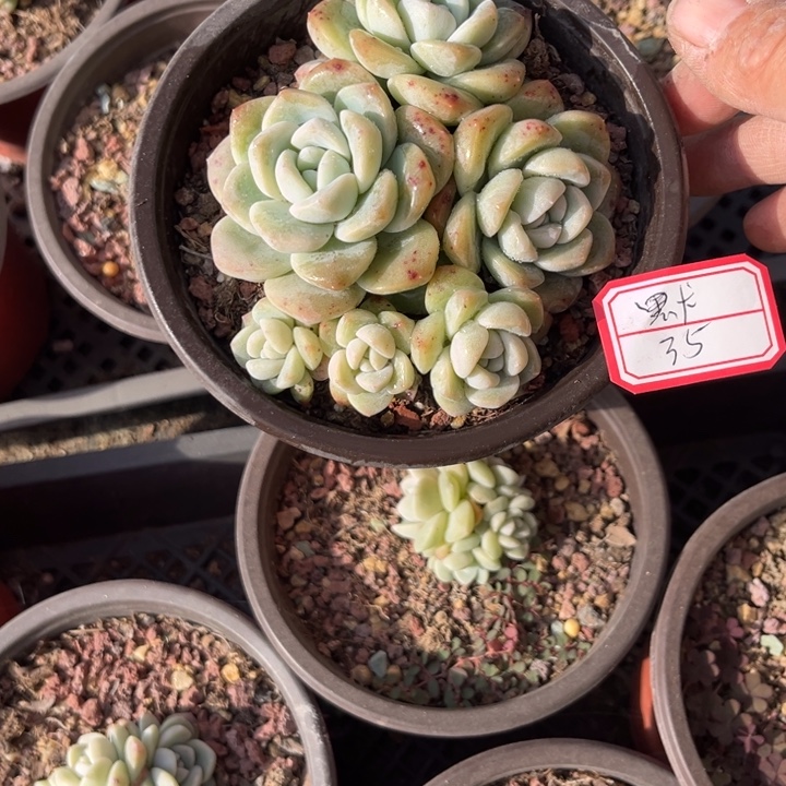 默***冰玉多肉十方盆6头