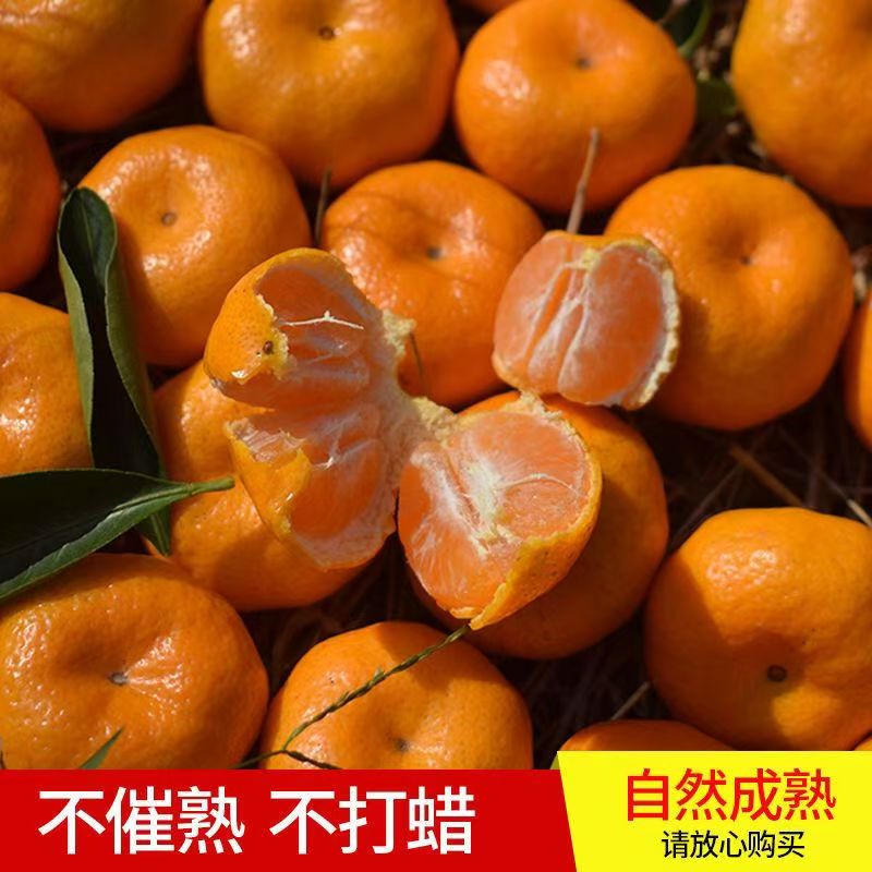 【砂糖橘】湖北本地砂糖橘5斤