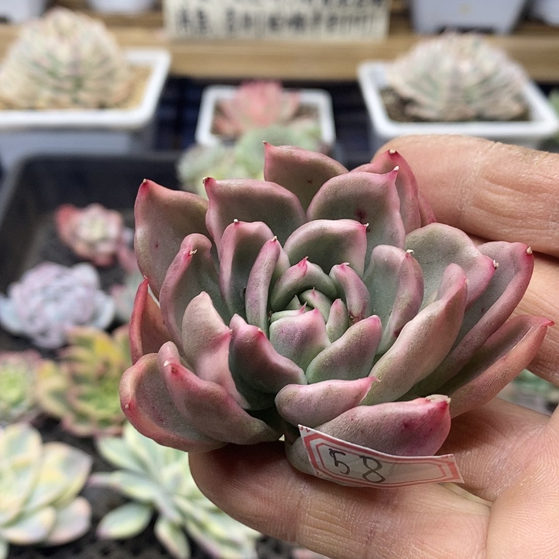 0558 黑水晶变异锦头盖