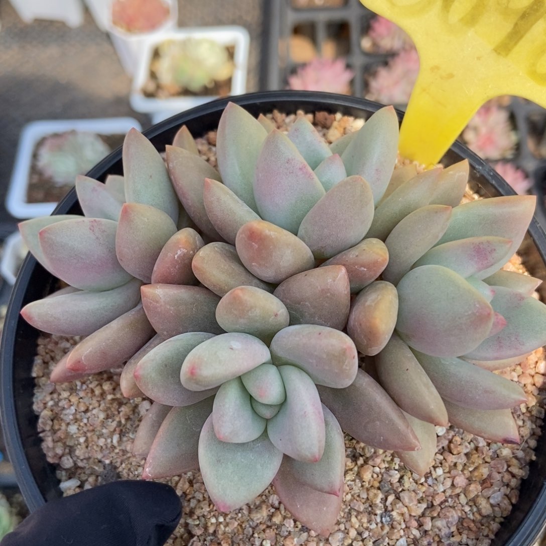 6098桃花源多肉植物保护