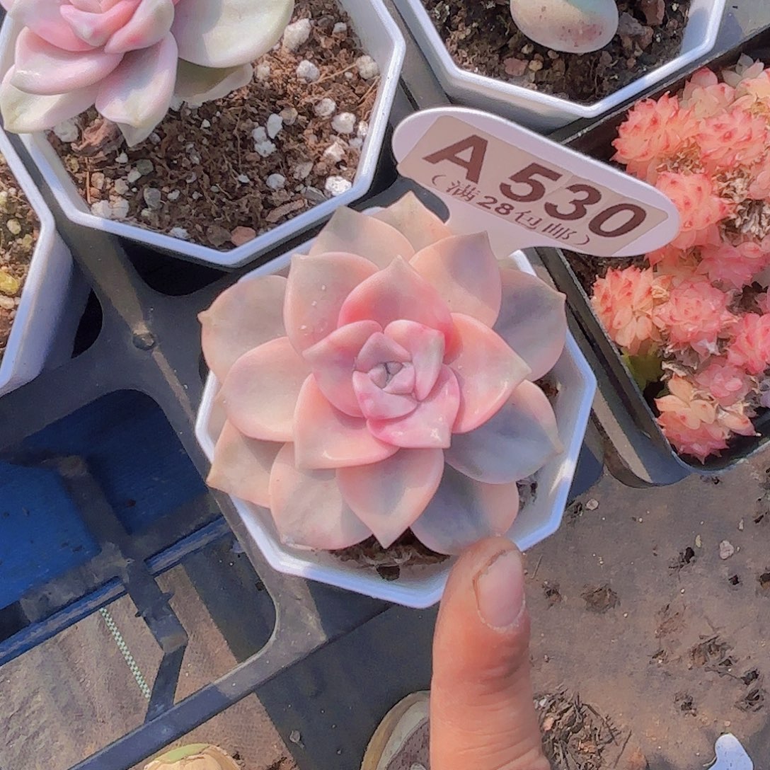 A530紫乐一物一拍