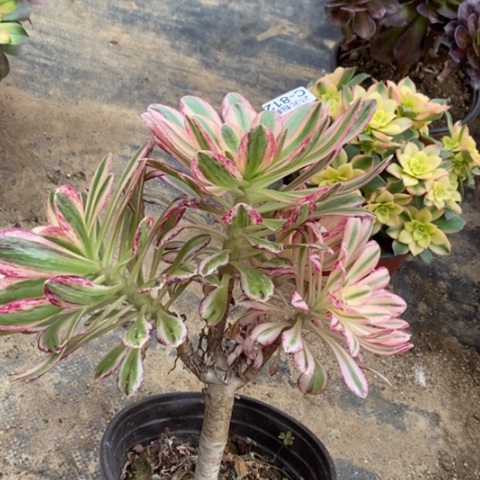 812v锦锦满25包邮多肉