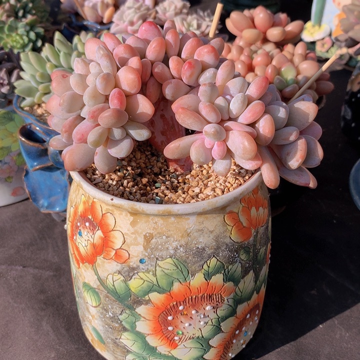 粉兔小树缀无砍自然群