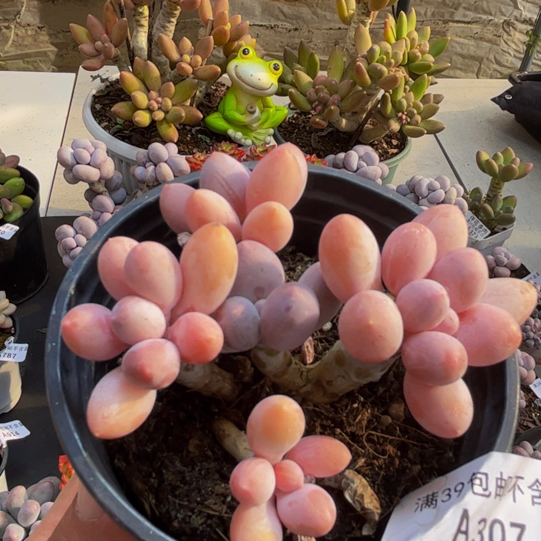 307/6cm香水手指奶多肉