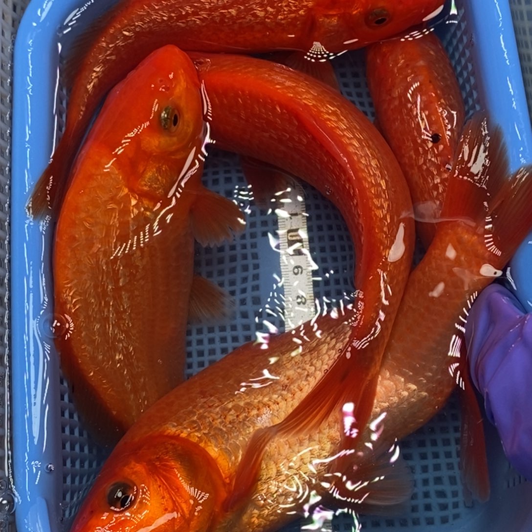 锦鲤冷水锦鲤包邮