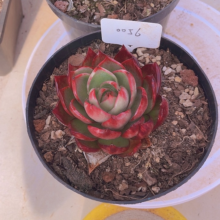 惊鸿仙子多肉植物56