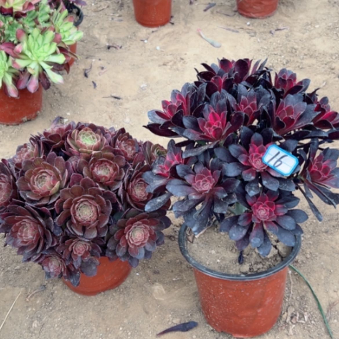 【闪购商品】多肉植物组合16