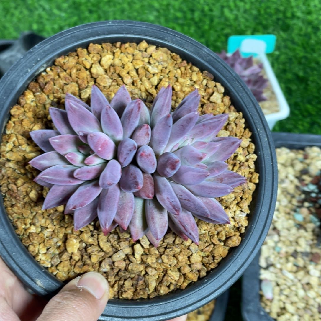 羽毛纹虞美人多肉植物