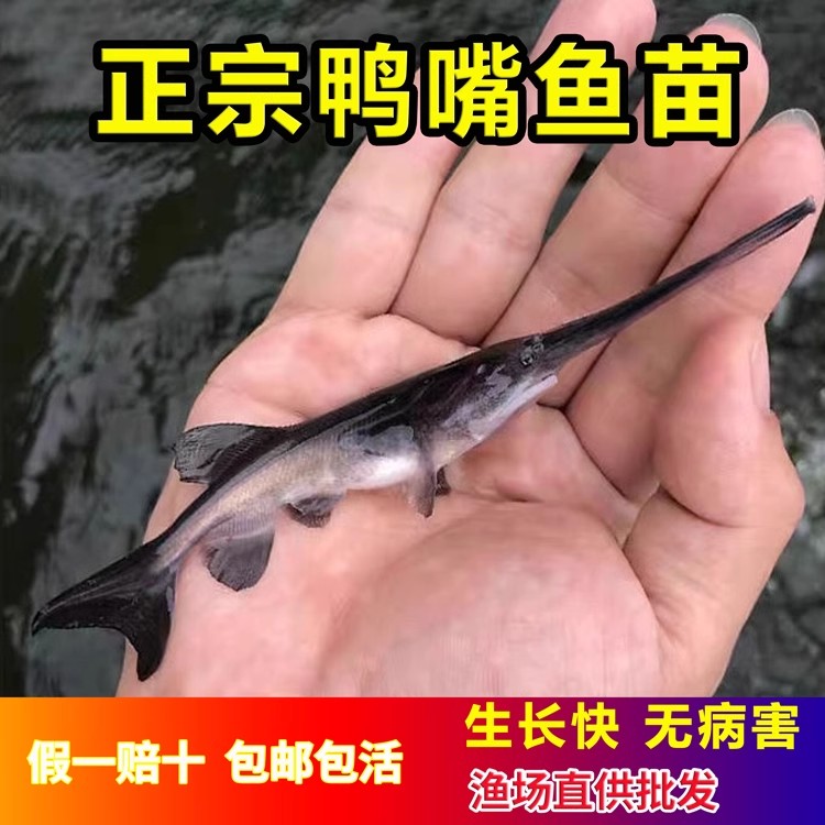【保障正品】鸭嘴鱼苗可食用可做观赏宠物淡水养殖鱼鱼苗活体发货