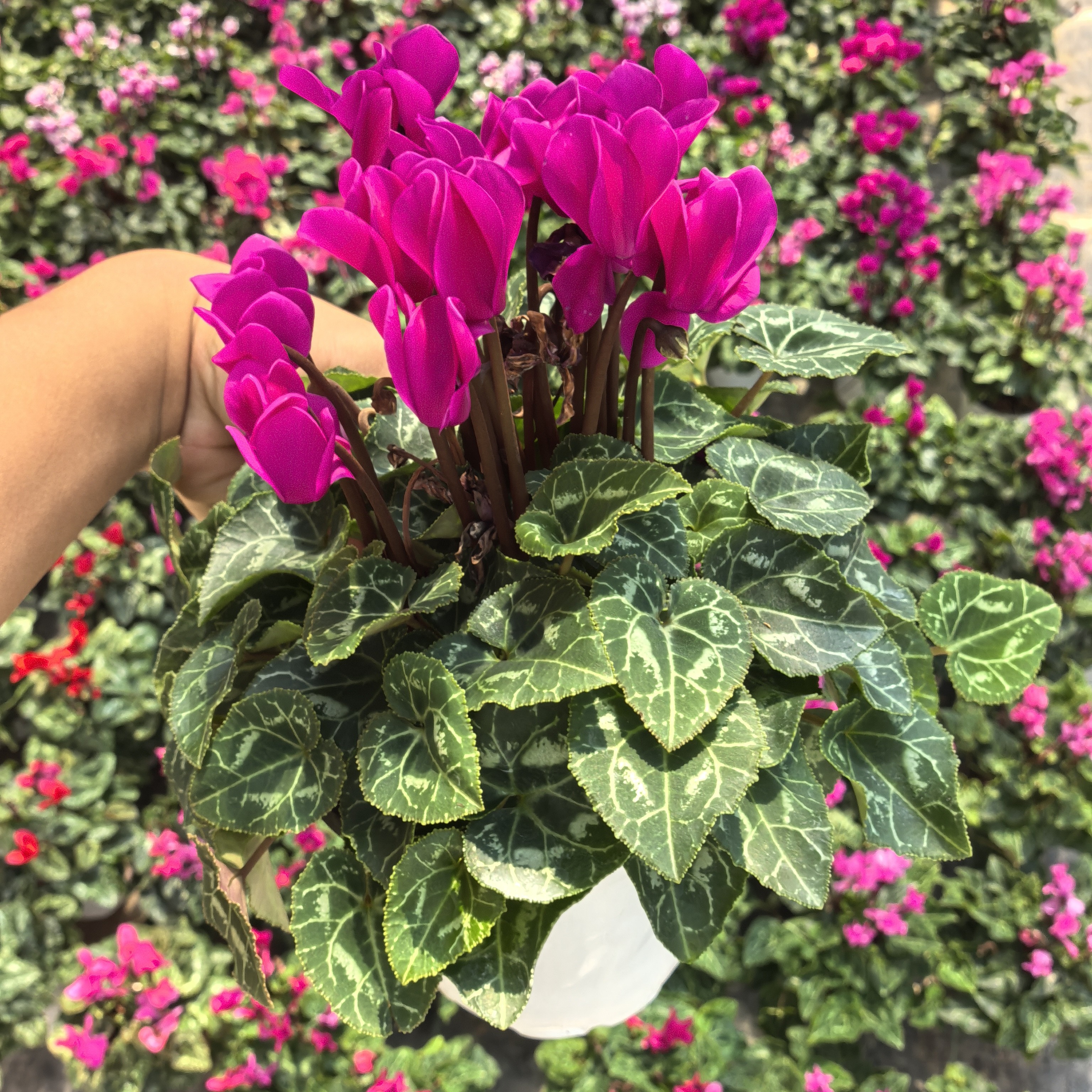 《娇的花园》紫水晶一代仙客来13厘米盆