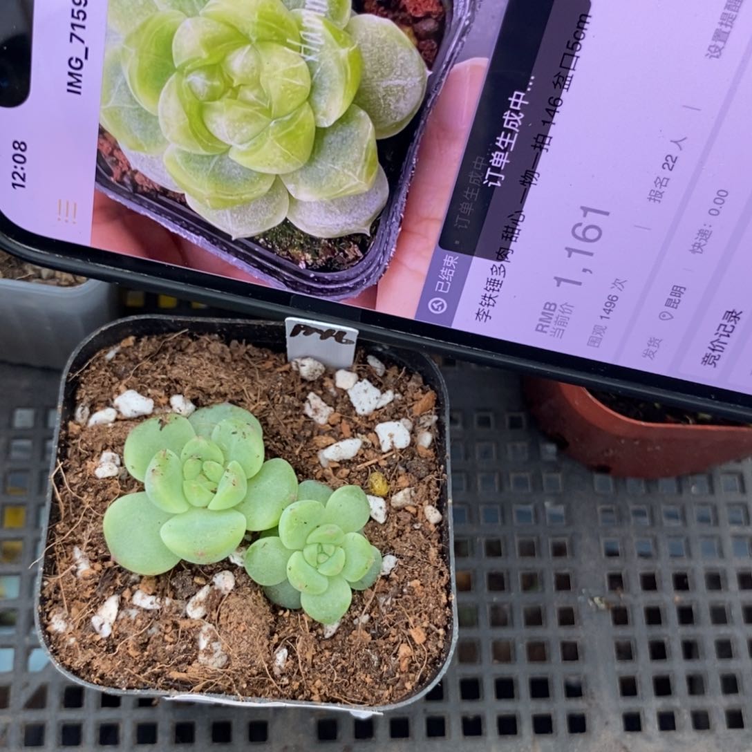 标签285樱桃甜心146一个多肉