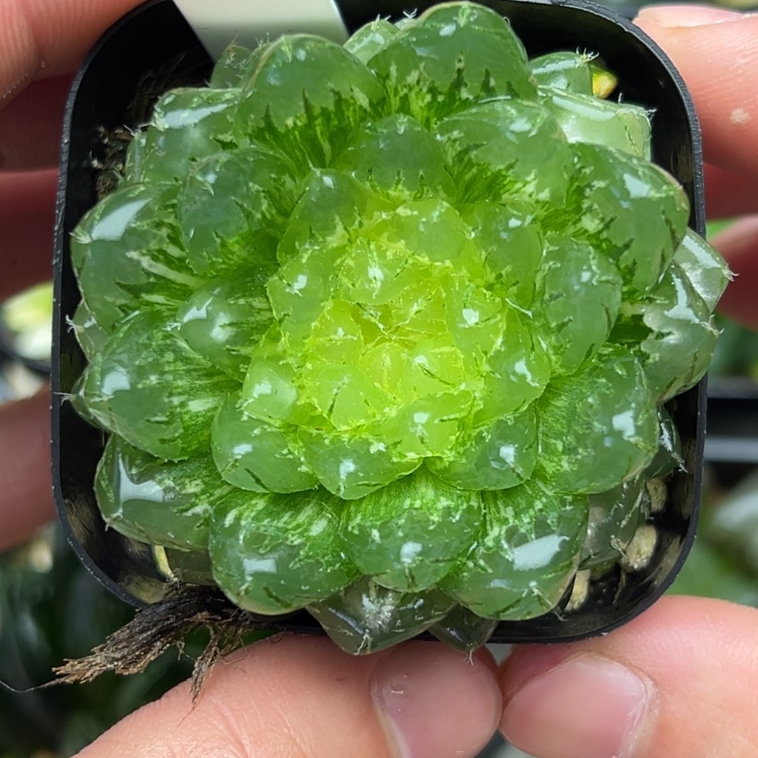 4翠云玉露锦一物一拍