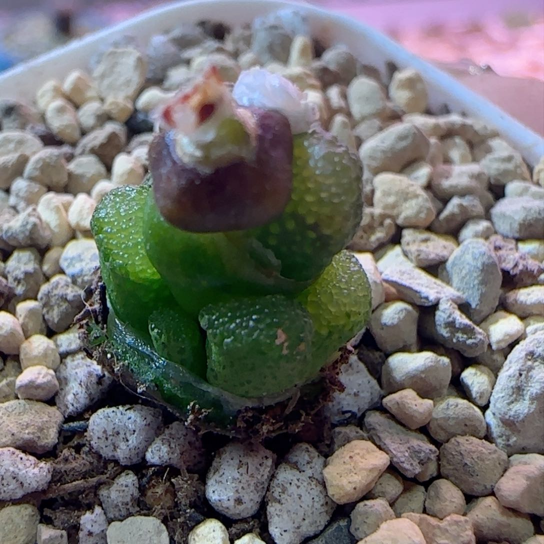 漂亮勋章母本。