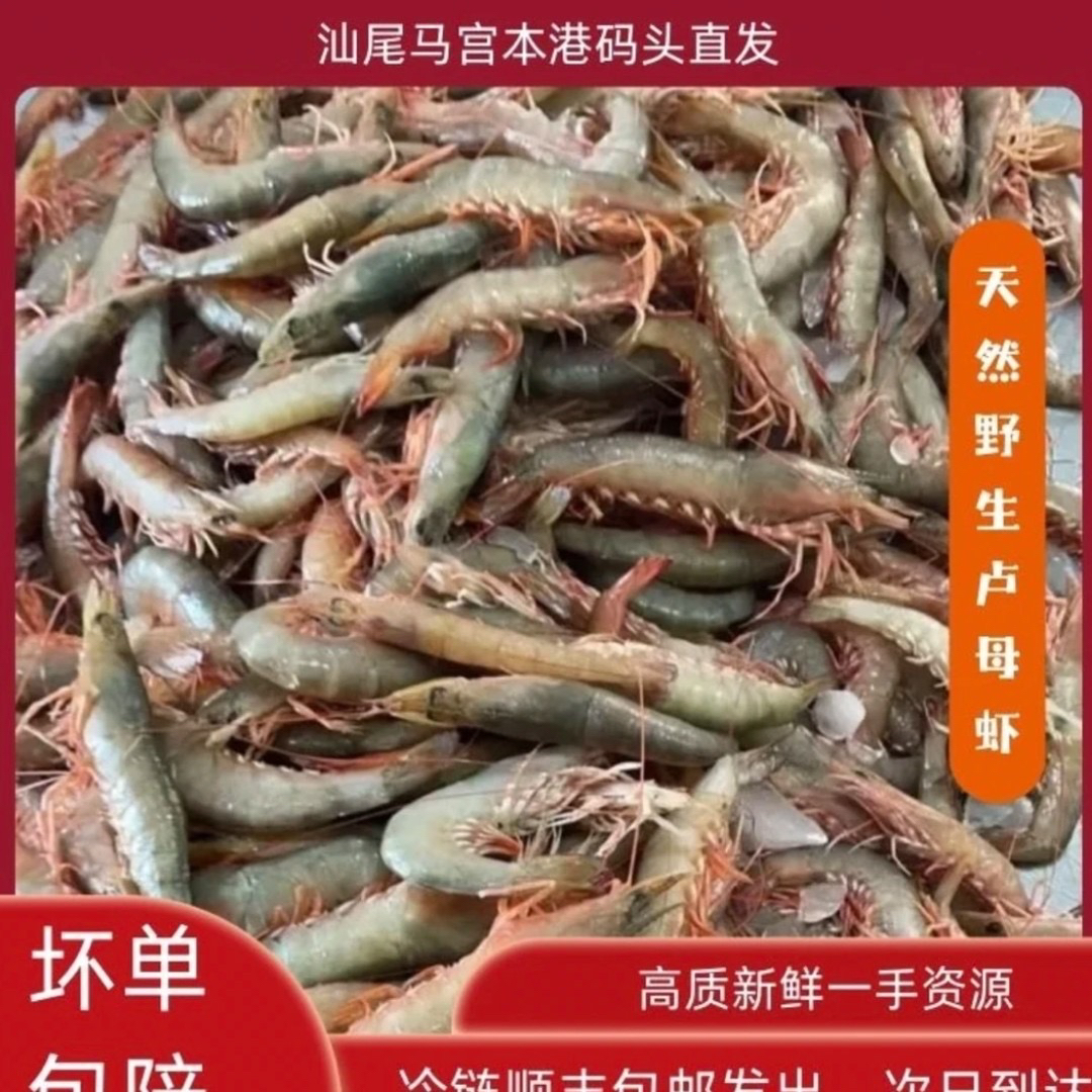 广东马宫本港沙卢虾 带膏 现捞现捕