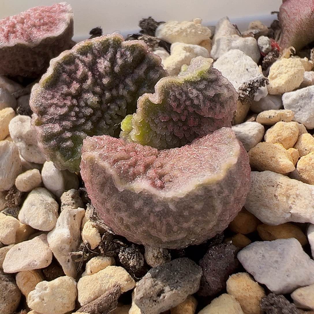 L-042实生水泡，出叶片。