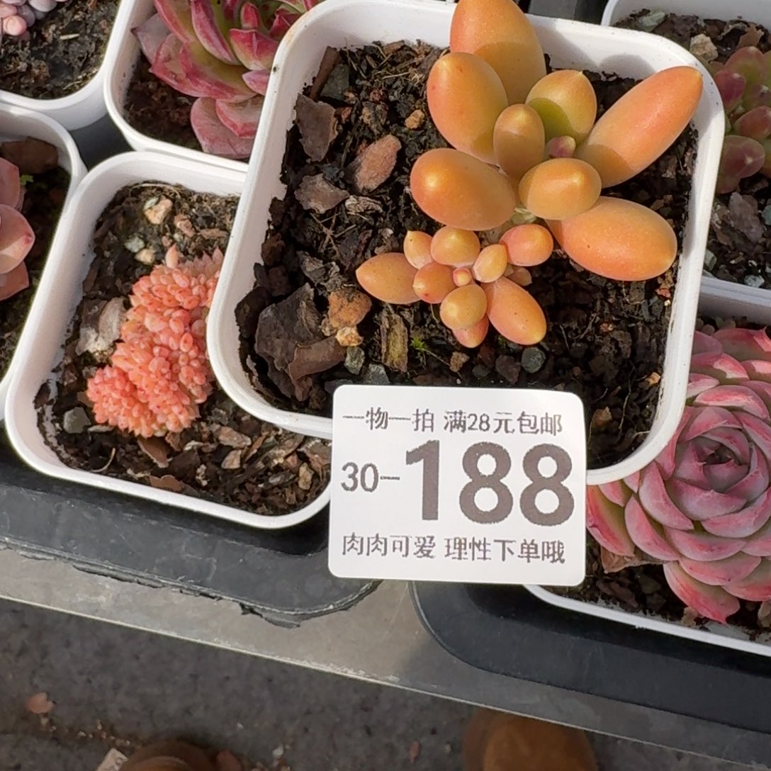 金蝉无盆土发货无