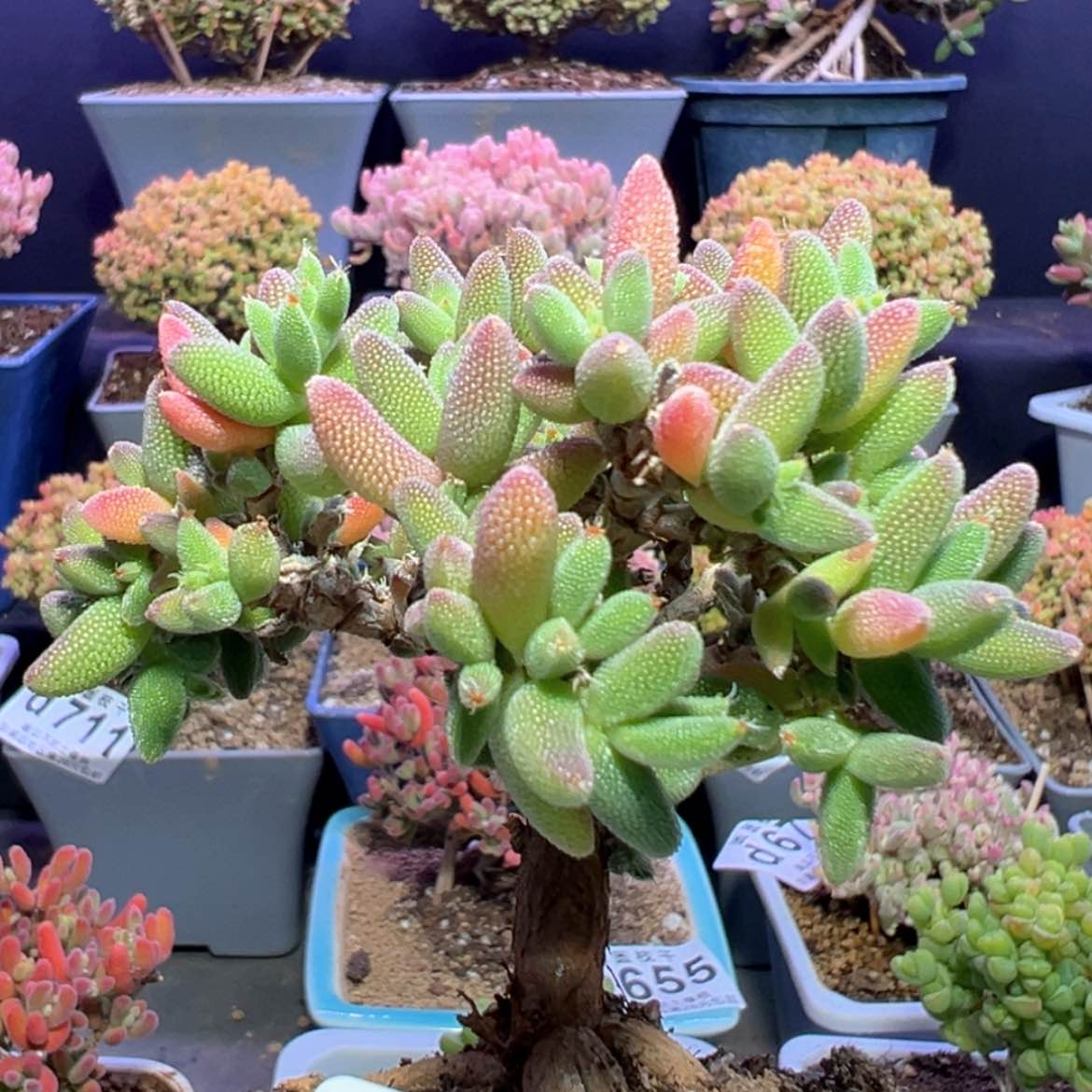 【闪购商品】d625实生提根玉米送盆