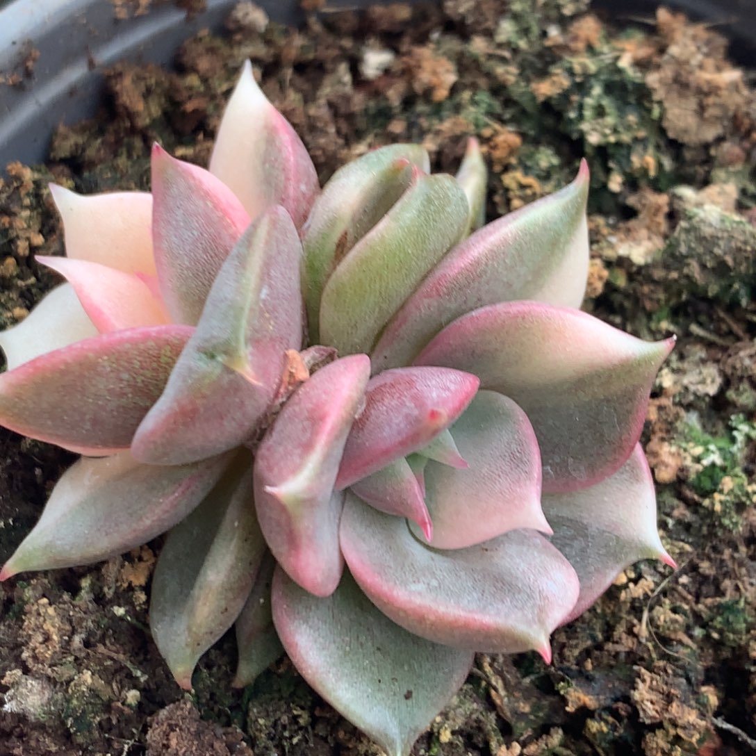 贝加尔湖j可带盆j j j j j j