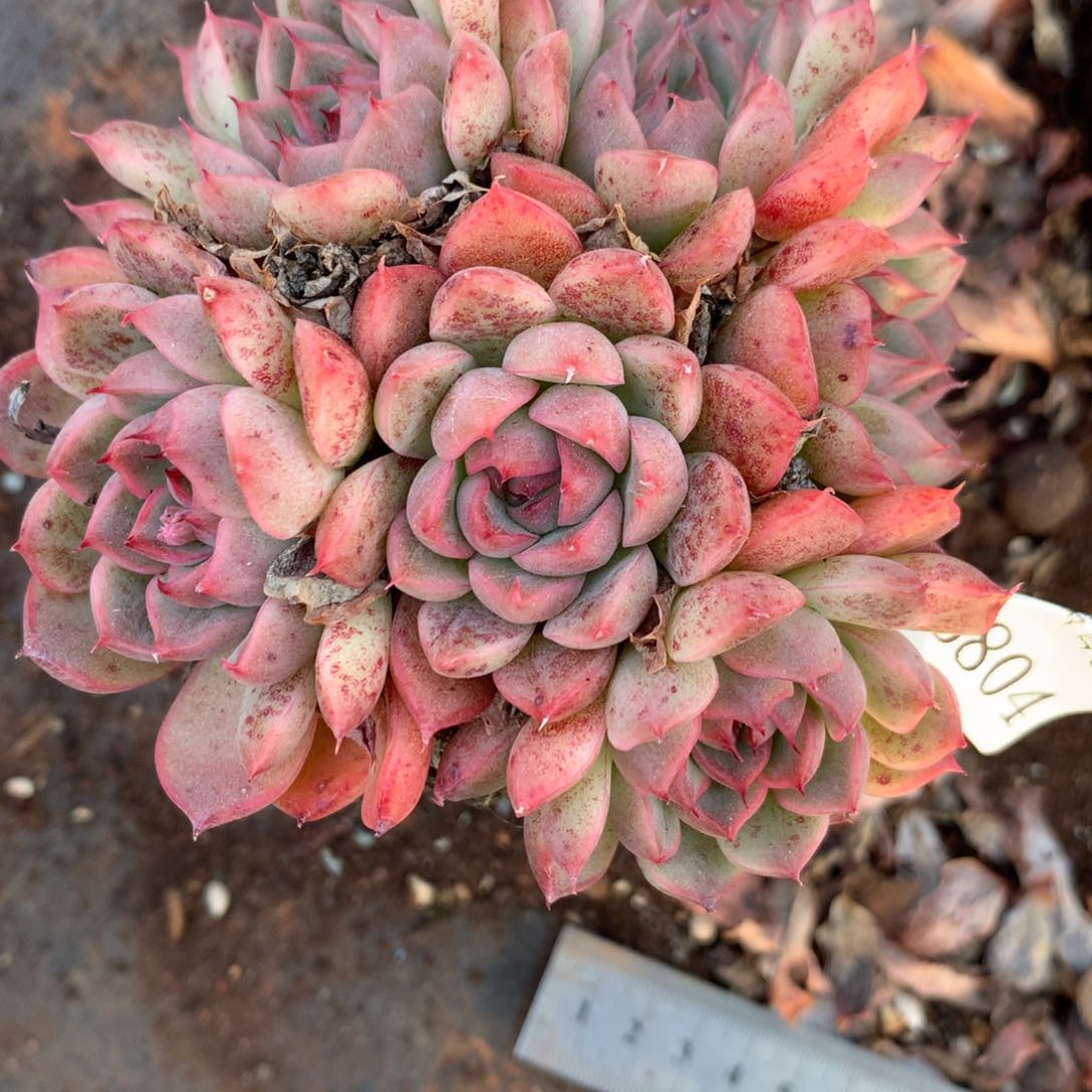 6804杂交精品基地9厘米