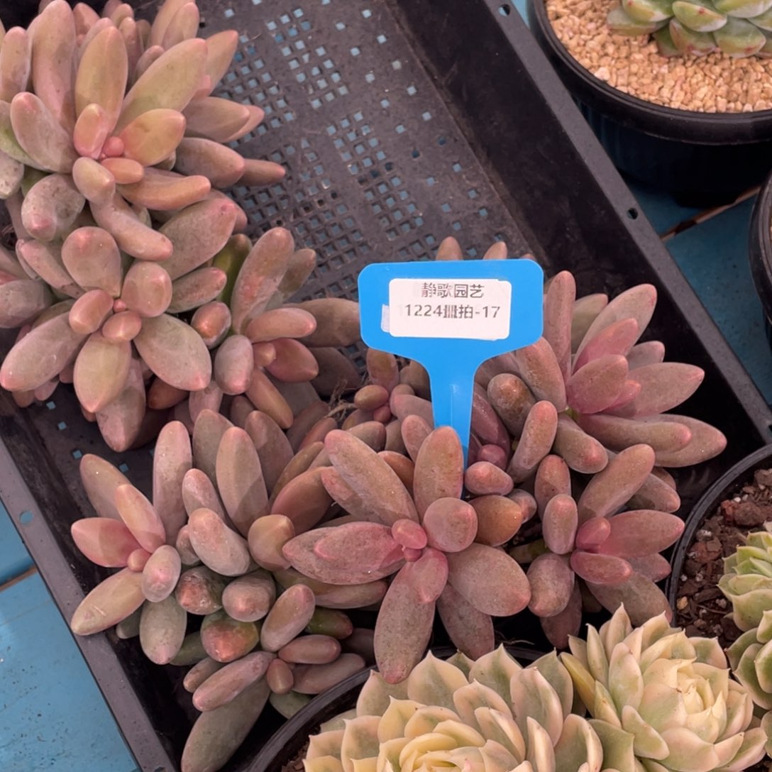 1224-17-糖果美人大群一颗