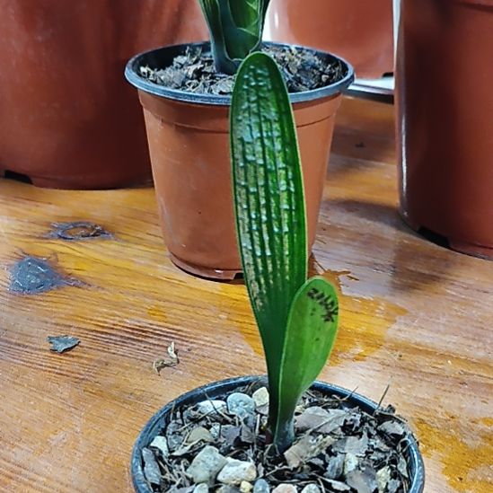 樊***丶完全开放君子兰2060