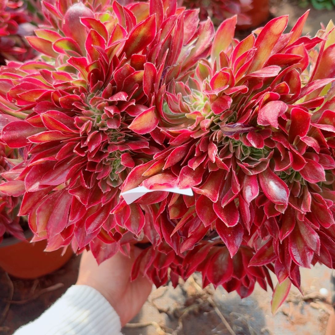 你702 号多肉法师植物清棚