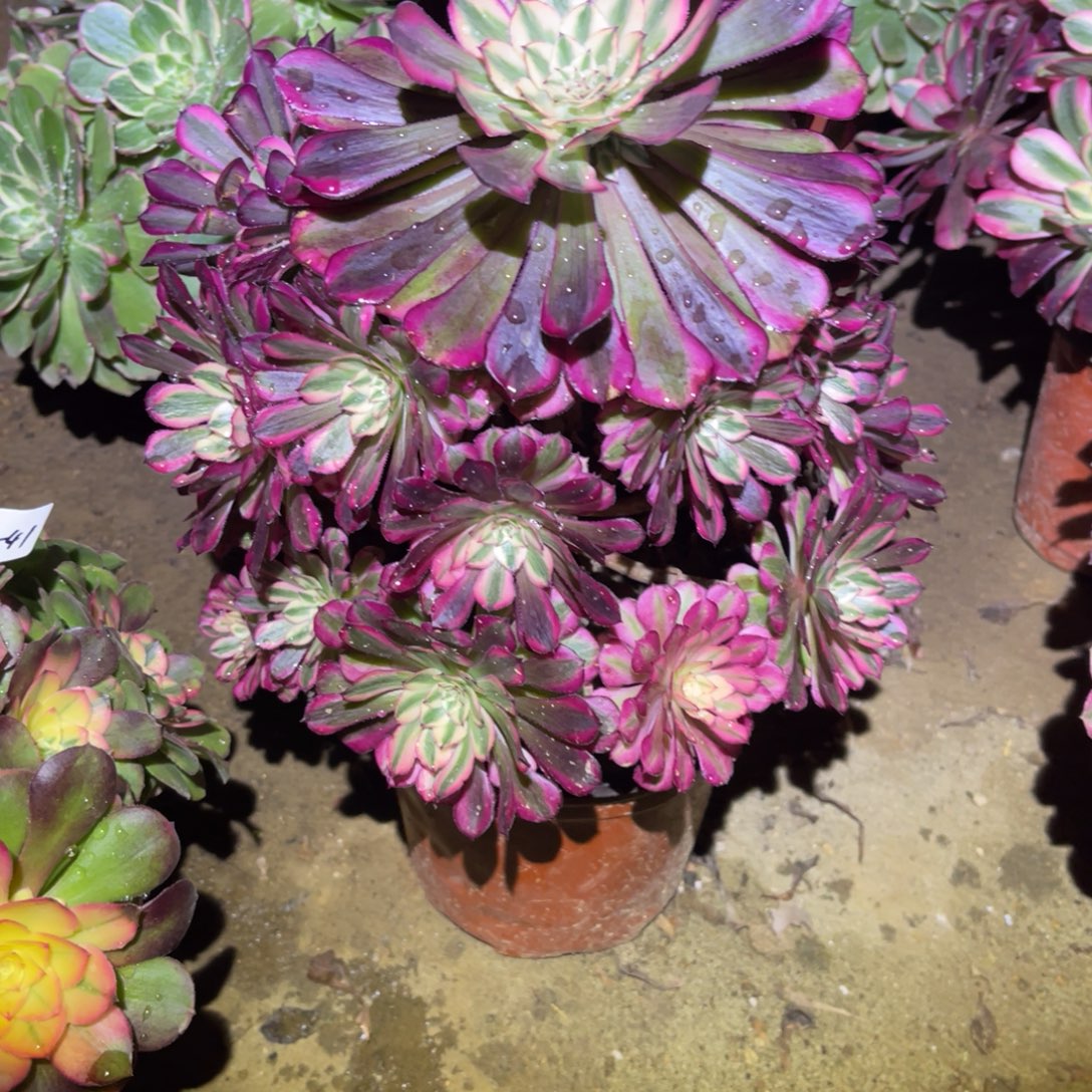 12-26-72红铜葫锦法师锦