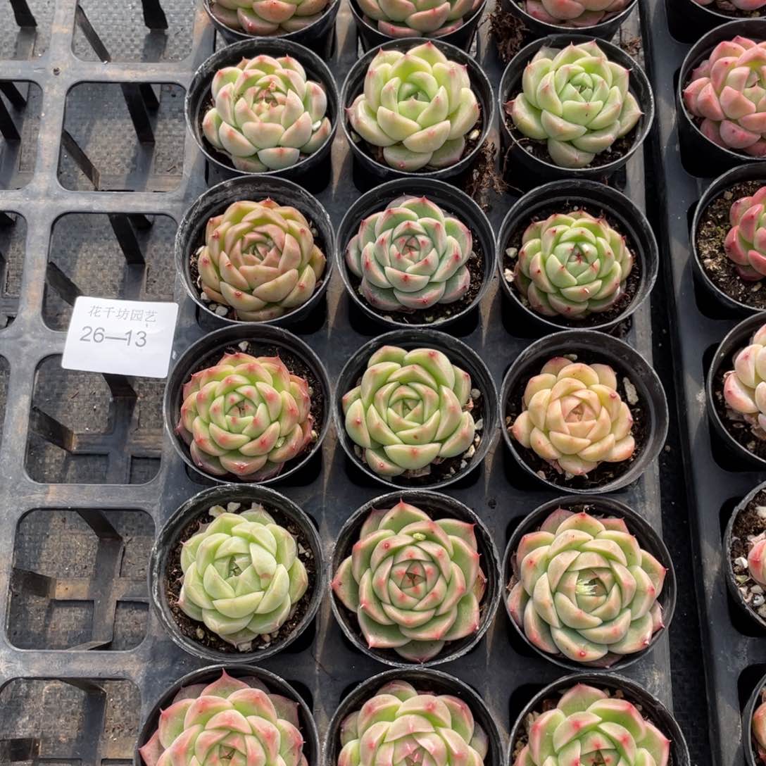 一物一拍18棵26-13