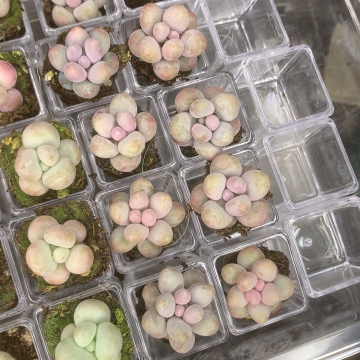 彩虹奶10颗 带盆。包邮