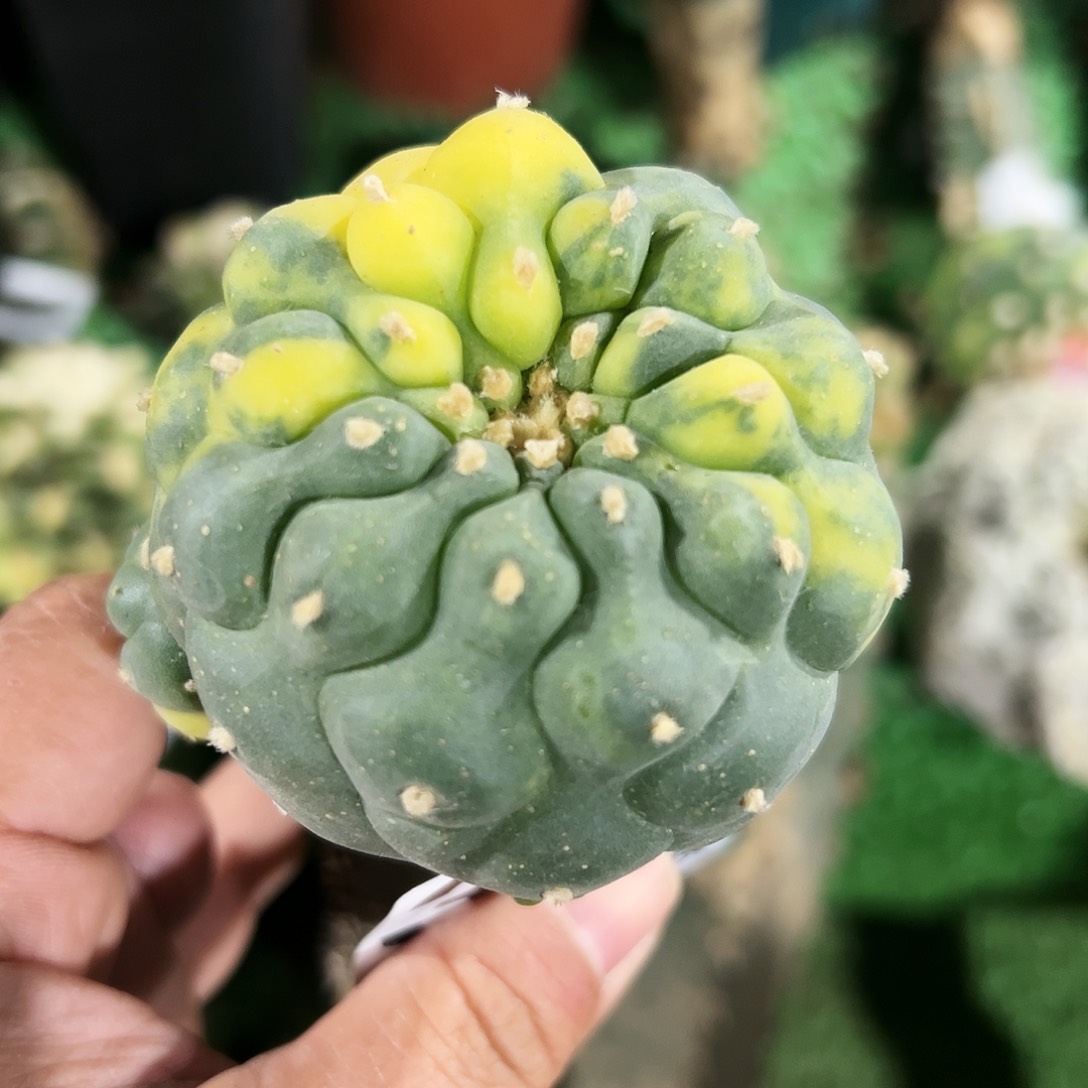 苗接大尤仙仙人球378