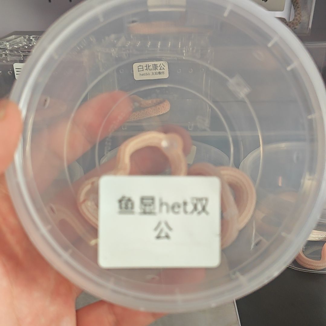 豹纹守宫三文鱼显直