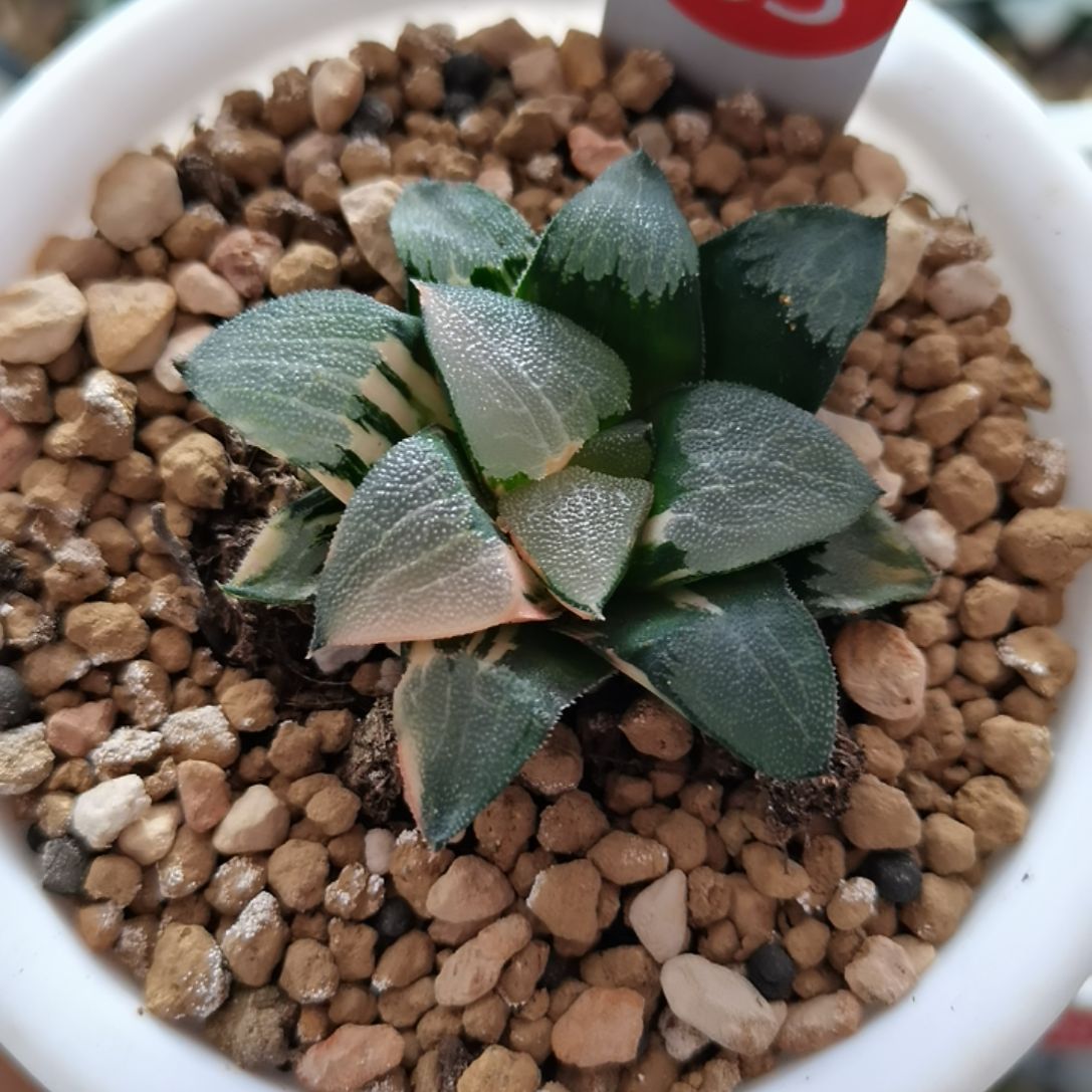 63号实生克锦一物一拍带盆土发货