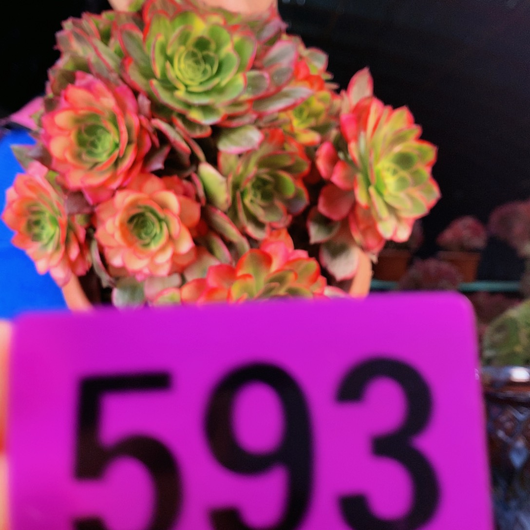 ssssssssssssssssssssssssss593