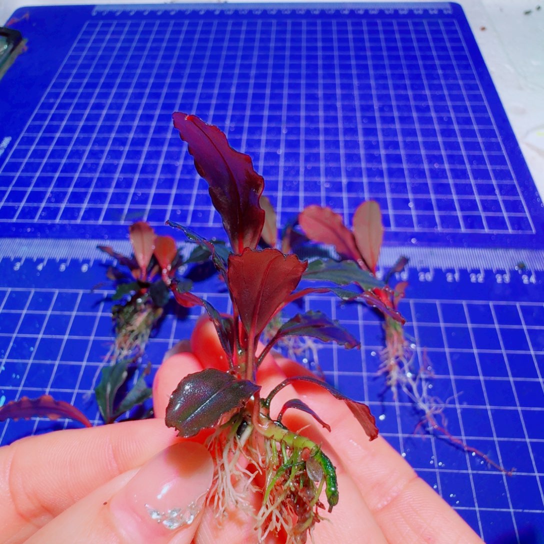 无花朵红脉星空福利价一头植物