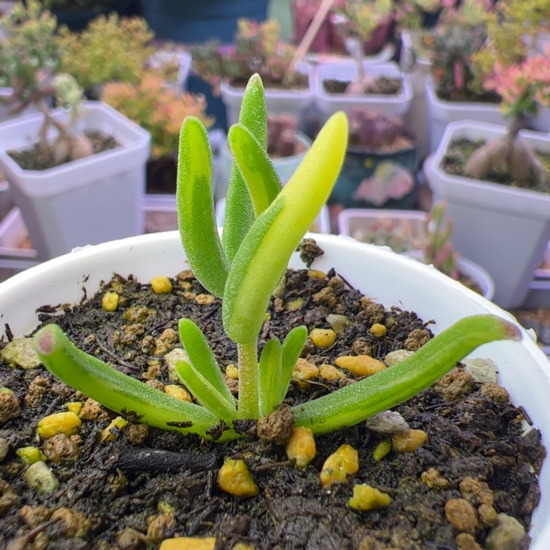 多肉植物枝干香蕉黄锦拉丝锦